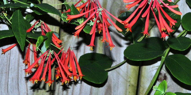 Trumpet Honeysuckle