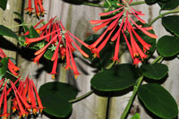 Trumpet Honeysuckle