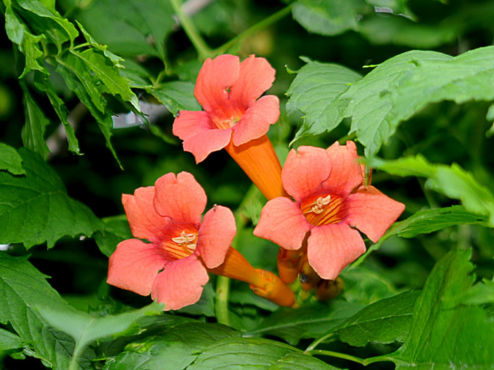 Trumpet Vine