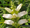 White Turtlehead