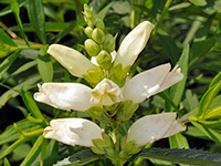 White Turtlehead