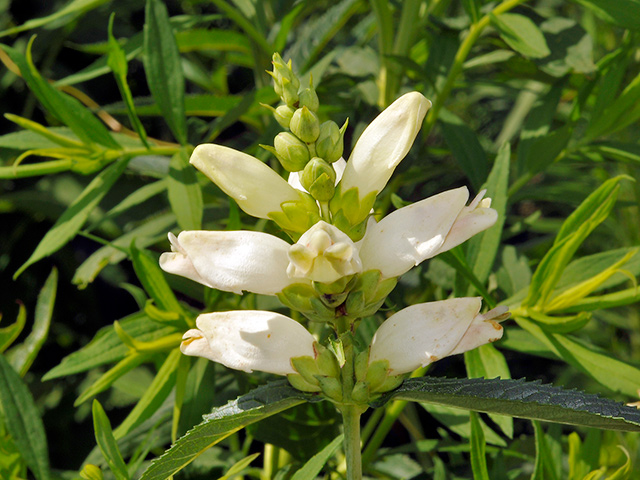 White Turtlehead
