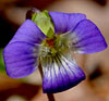 Common Blue Violet