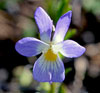 Birdfoot Violet