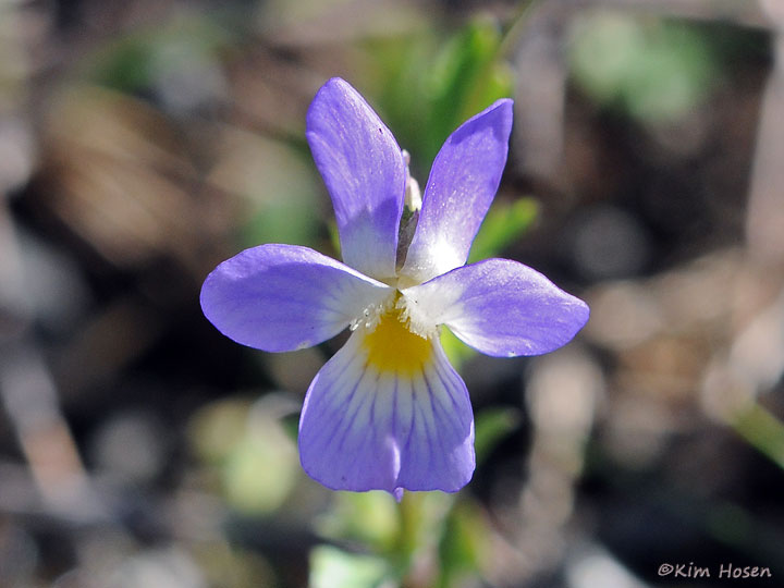 Birdfoot Violet