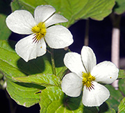 Canada Violet