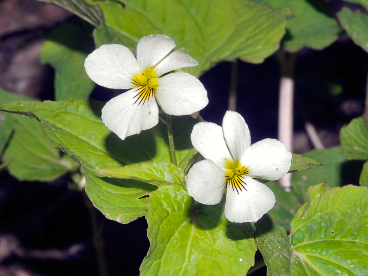 Canada Violet