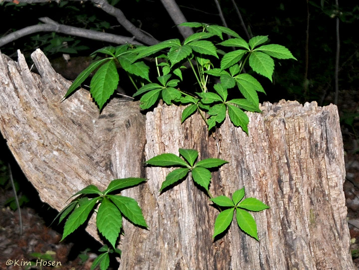 Swamp Milkweed