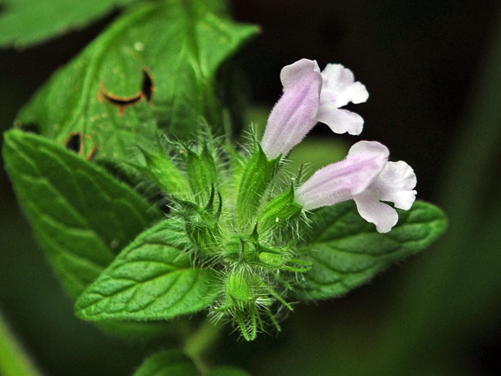 Wild Basil