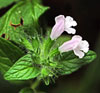 Wild Basil