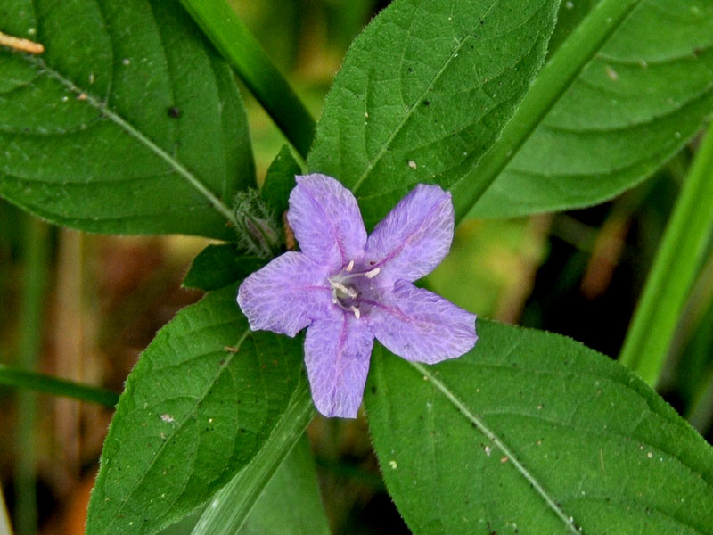 Carolina Wild Petunia