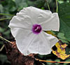 Wild Potato Vine