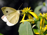 Cabbage White on Wingstem