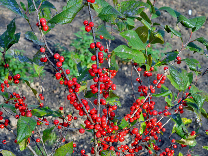 Winterberry Holly