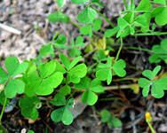 Common Yellow Woodsorrel