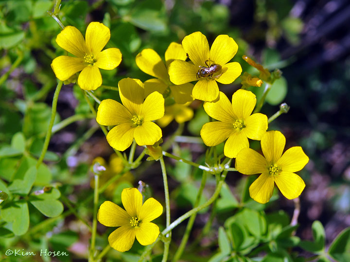 Common Yellow Woodsorrel