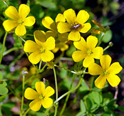 Common Woodsorrel