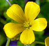 Common Yellow Woodsorrel