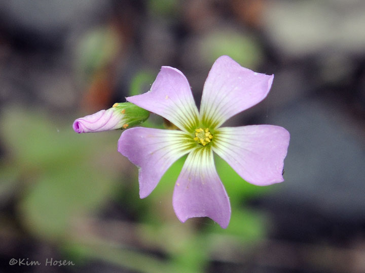 Violet Woodsorrel