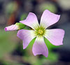 Violet Woodsorrel