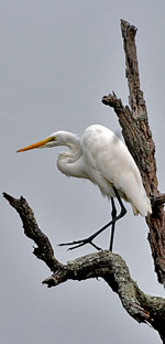 Egret