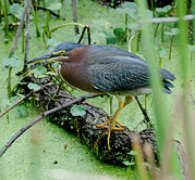 Green Heron by Julia Flanagan