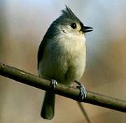 Tufted Titmouse