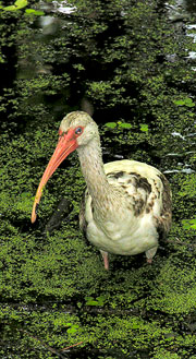 Ibis
