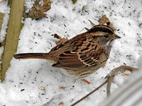White-throated Sparrow