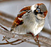 Male House Sparrow