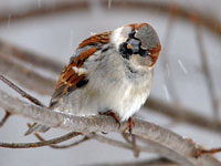 Male House Sparrow