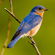 Eastern Bluebird