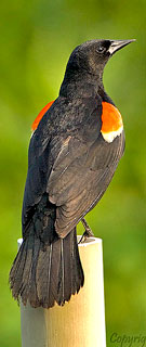 Red-winged Blackbird