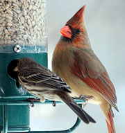 Cardinal