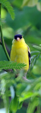 American Goldfinch