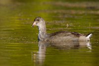 American Coot (juvenile)