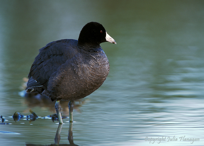 American Coot