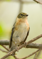 Bay-breasted Warbler