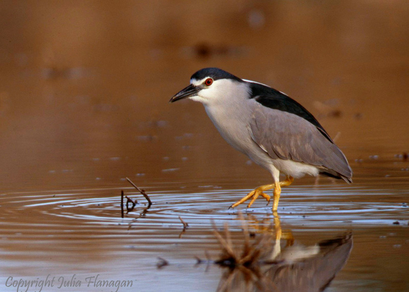 Black-crowned Night-Heron