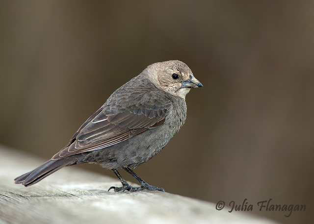 Brown-headed Cowbird