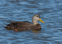 American Black Duck