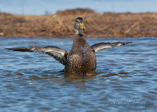 American Black Duck