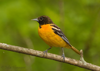 Female Baltimore Oriole