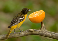 Female Baltimore Oriole