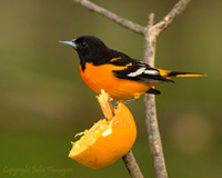 Baltimore Oriole