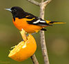 Baltimore Oriole