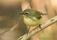 Black-throated Blue Warbler Female
