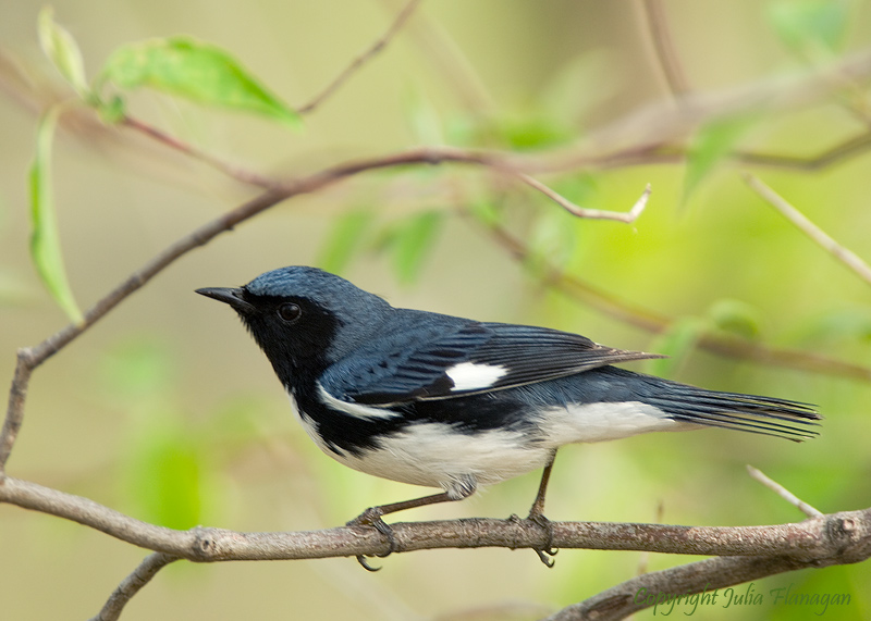 Black-throated Blue Warbler Male