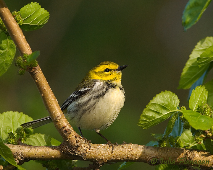 Black-throated Green Warbler (female)