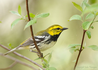 Black-throated Green Warbler (male)